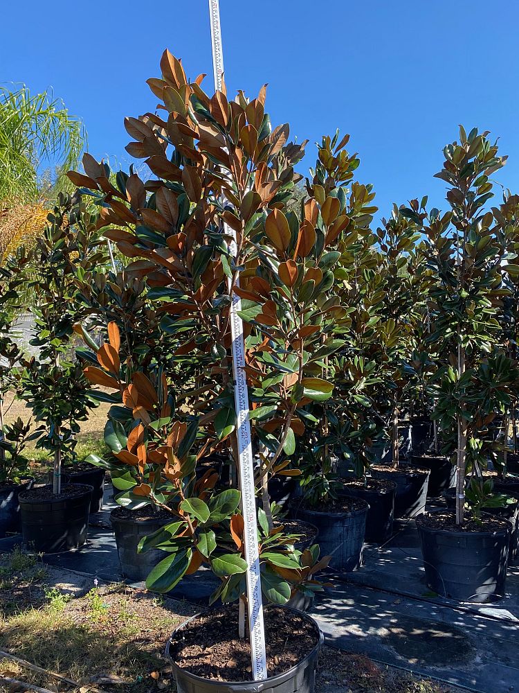 magnolia-grandiflora-d-d-blanchard-southern-magnolia-d-d-blanchard-southern-magnolia