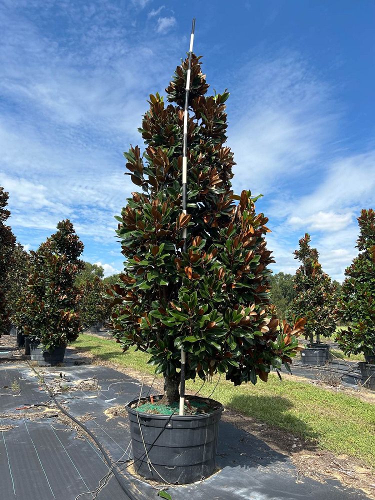 magnolia-grandiflora-d-d-blanchard-southern-magnolia-d-d-blanchard-southern-magnolia