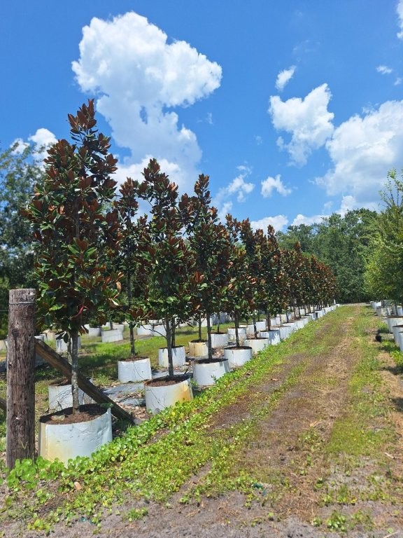 magnolia-grandiflora-d-d-blanchard-southern-magnolia-d-d-blanchard-southern-magnolia