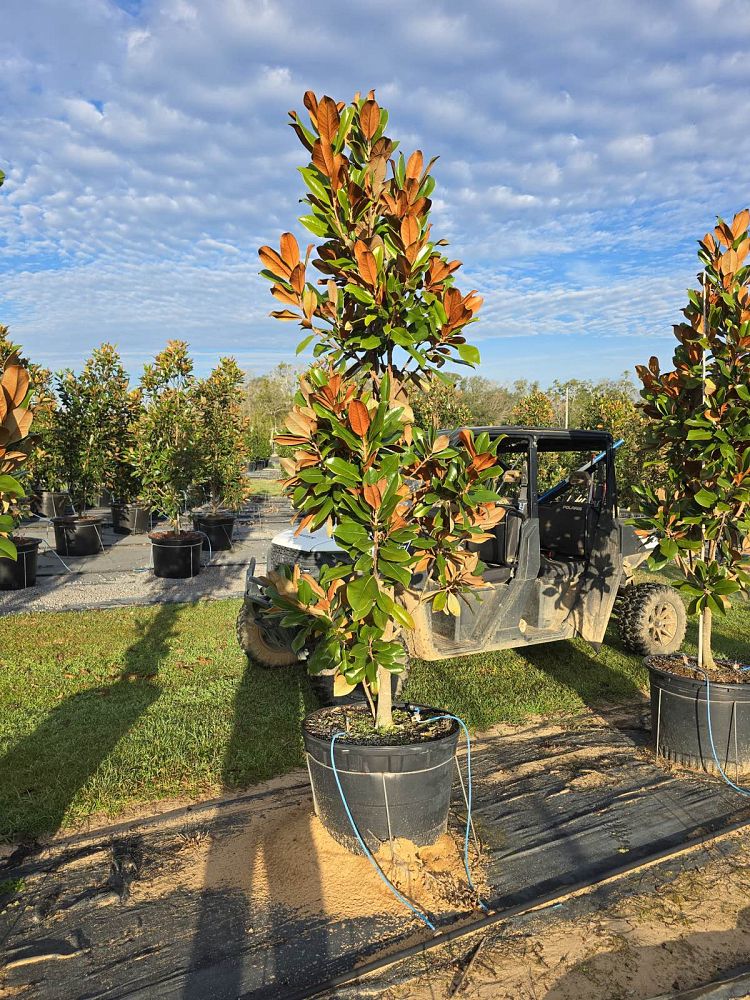 magnolia-grandiflora-d-d-blanchard-southern-magnolia-d-d-blanchard-southern-magnolia