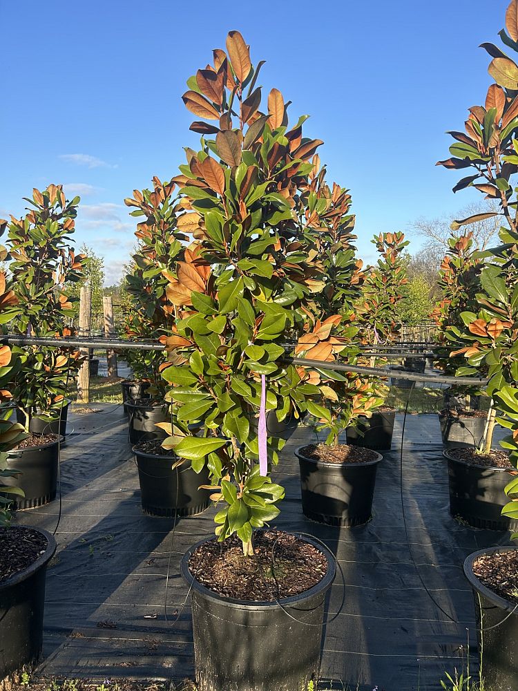 magnolia-grandiflora-d-d-blanchard-southern-magnolia-d-d-blanchard-southern-magnolia