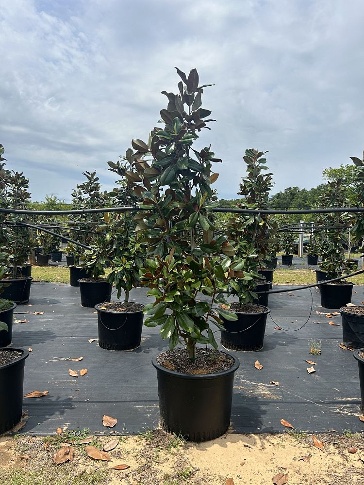 magnolia-grandiflora-d-d-blanchard-southern-magnolia-d-d-blanchard-southern-magnolia