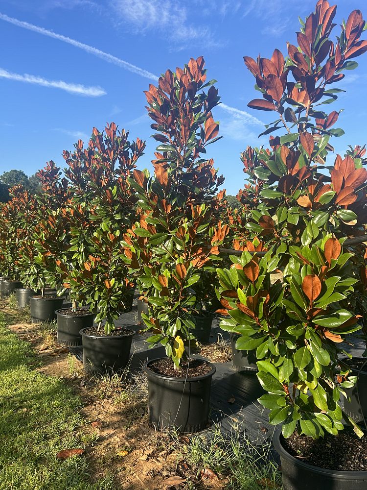 magnolia-grandiflora-d-d-blanchard-southern-magnolia-d-d-blanchard-southern-magnolia
