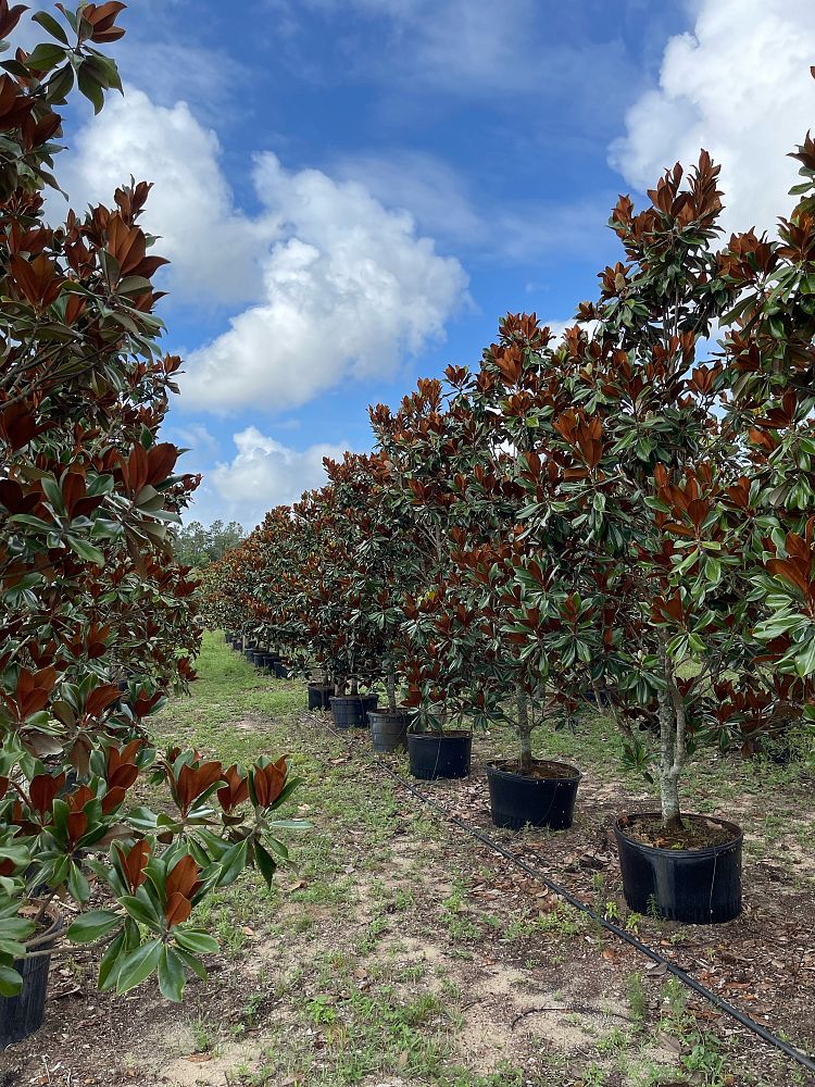 magnolia-grandiflora-d-d-blanchard-southern-magnolia-d-d-blanchard-southern-magnolia