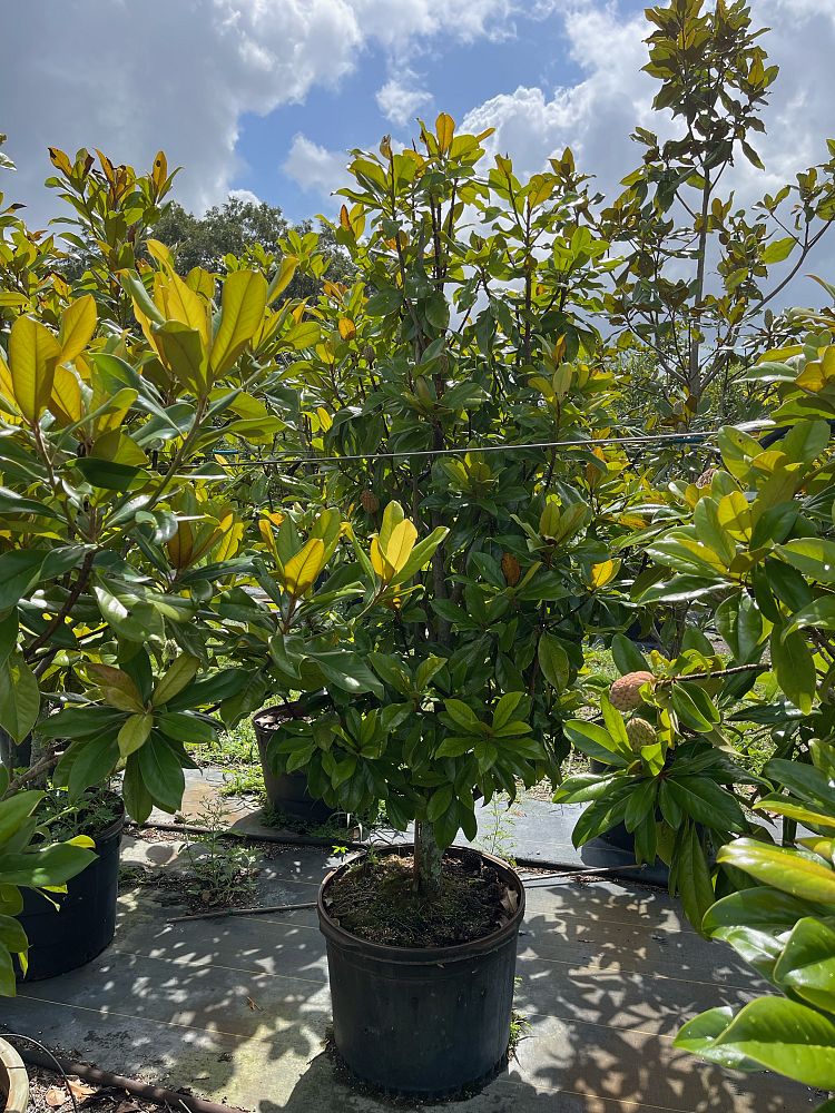 magnolia-grandiflora-d-d-blanchard-southern-magnolia-d-d-blanchard-southern-magnolia