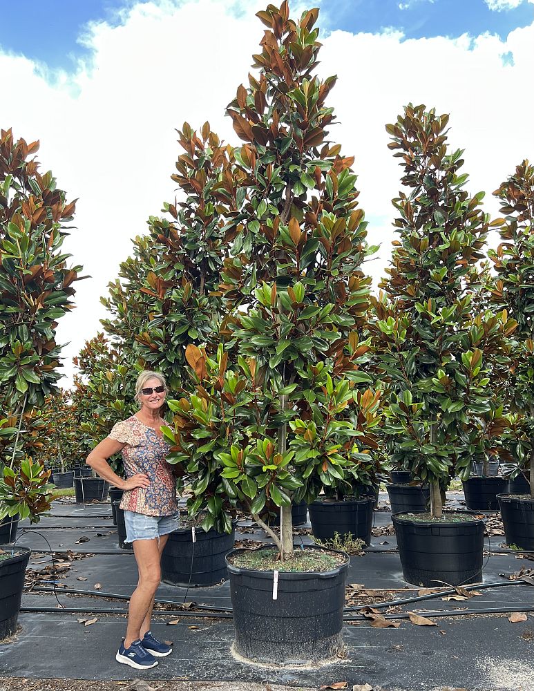 magnolia-grandiflora-d-d-blanchard-southern-magnolia-d-d-blanchard-southern-magnolia