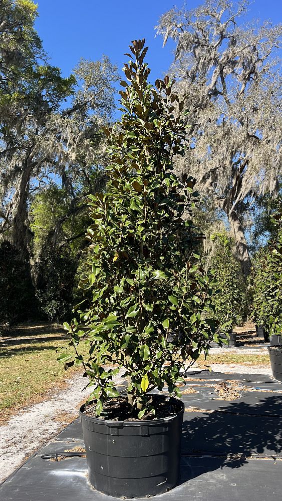 magnolia-grandiflora-d-d-blanchard-southern-magnolia-d-d-blanchard-southern-magnolia