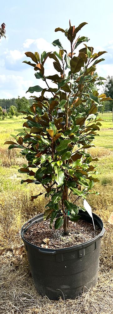 magnolia-grandiflora-d-d-blanchard-southern-magnolia-d-d-blanchard-southern-magnolia
