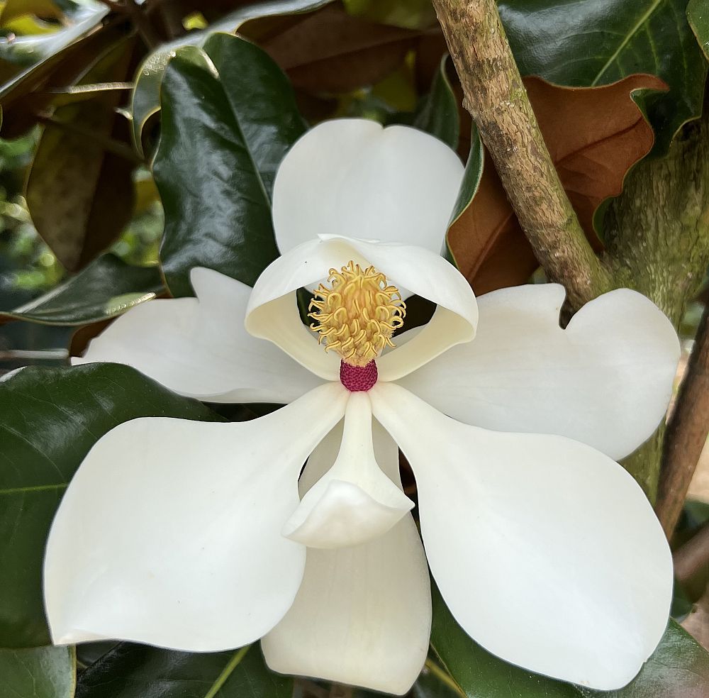 magnolia-grandiflora-d-d-blanchard-southern-magnolia-d-d-blanchard-southern-magnolia