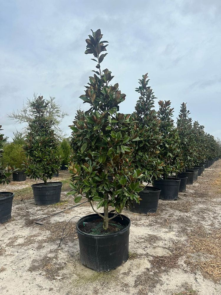 magnolia-grandiflora-d-d-blanchard-southern-magnolia-d-d-blanchard-southern-magnolia