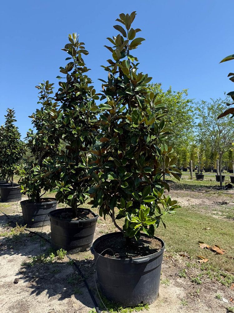magnolia-grandiflora-d-d-blanchard-southern-magnolia-d-d-blanchard-southern-magnolia