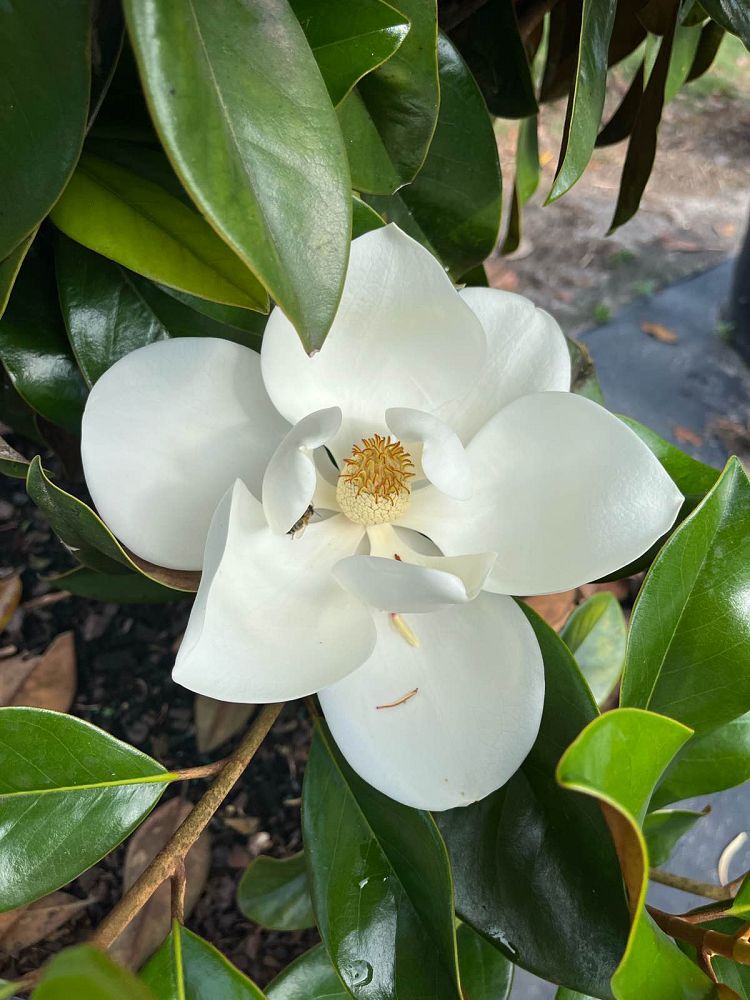 magnolia-grandiflora-d-d-blanchard-southern-magnolia-d-d-blanchard-southern-magnolia