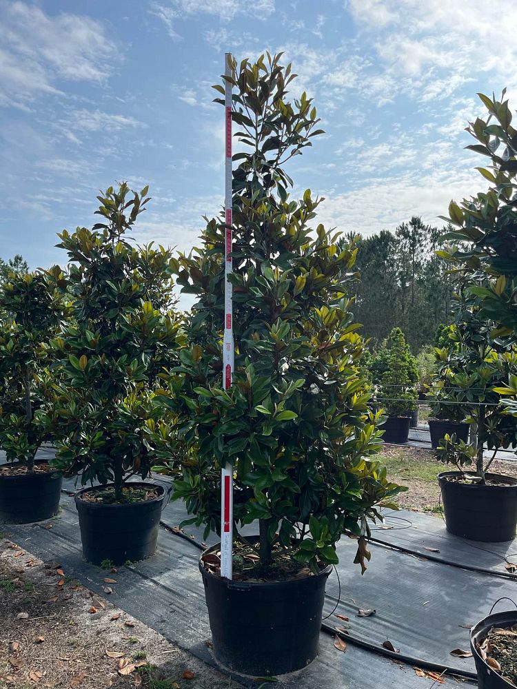 magnolia-grandiflora-d-d-blanchard-southern-magnolia-d-d-blanchard-southern-magnolia