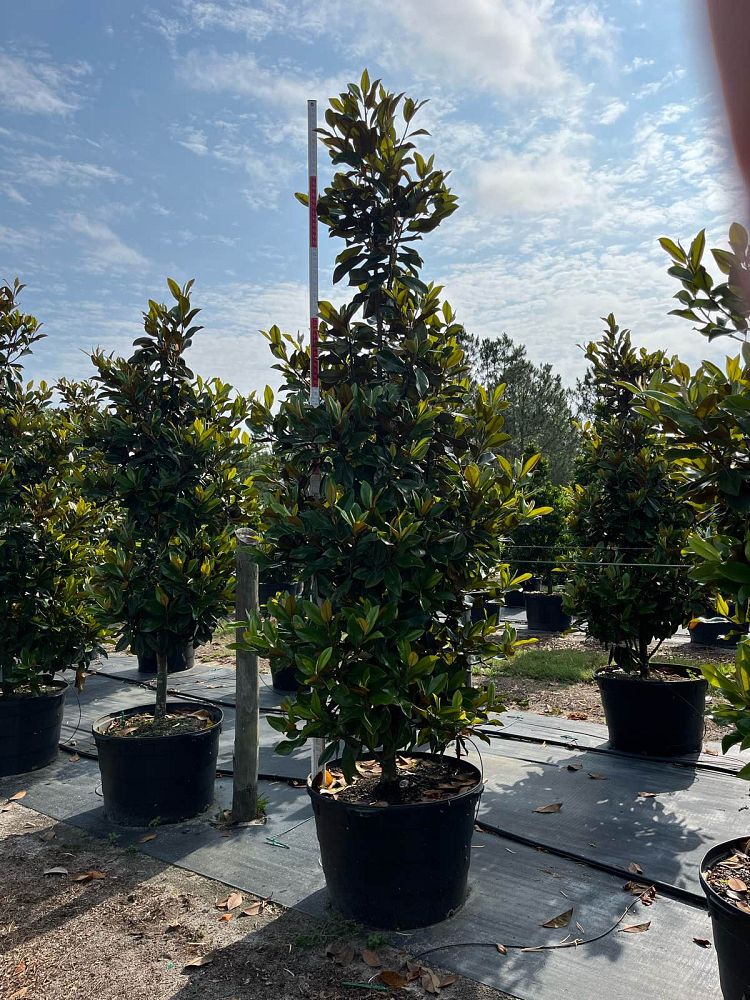 magnolia-grandiflora-d-d-blanchard-southern-magnolia-d-d-blanchard-southern-magnolia