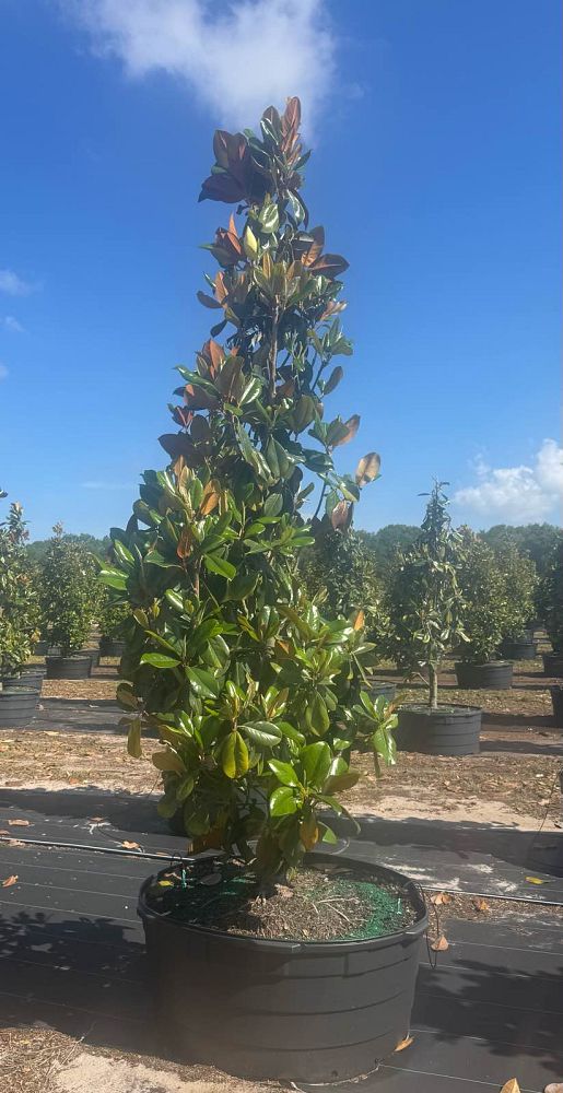 magnolia-grandiflora-d-d-blanchard-southern-magnolia-d-d-blanchard-southern-magnolia
