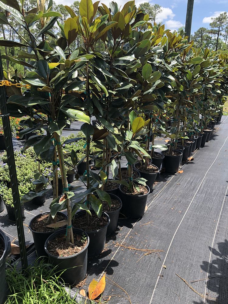magnolia-grandiflora-d-d-blanchard-southern-magnolia-d-d-blanchard-southern-magnolia