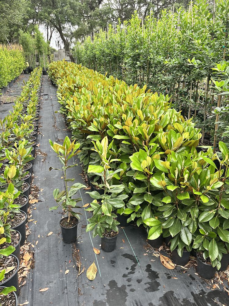 magnolia-grandiflora-d-d-blanchard-southern-magnolia-d-d-blanchard-southern-magnolia