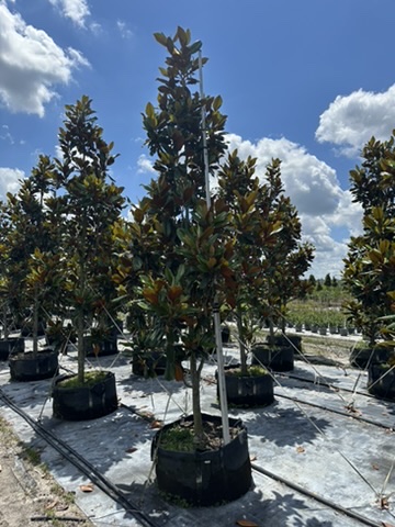 magnolia-grandiflora-d-d-blanchard-southern-magnolia-d-d-blanchard-southern-magnolia