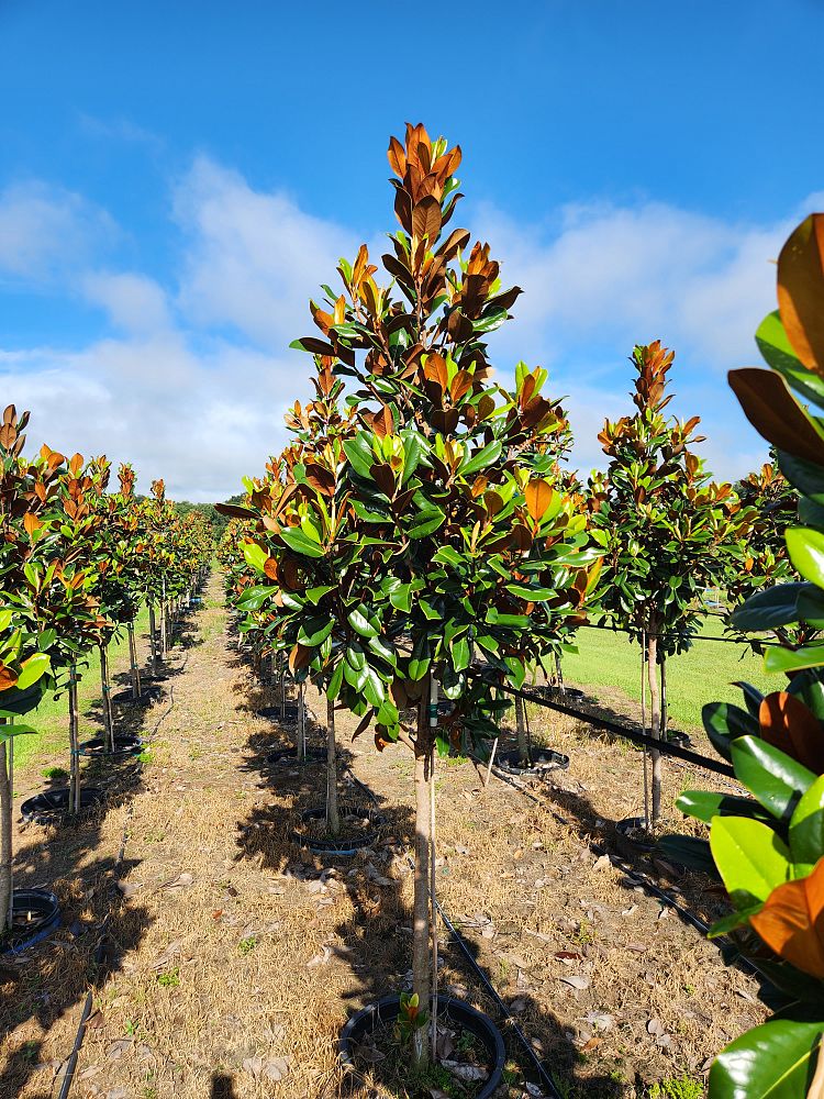 magnolia-grandiflora-d-d-blanchard-southern-magnolia-d-d-blanchard-southern-magnolia