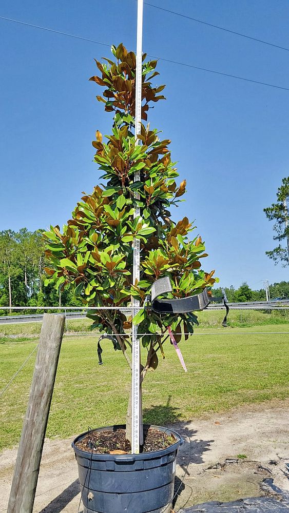 magnolia-grandiflora-d-d-blanchard-southern-magnolia-d-d-blanchard-southern-magnolia