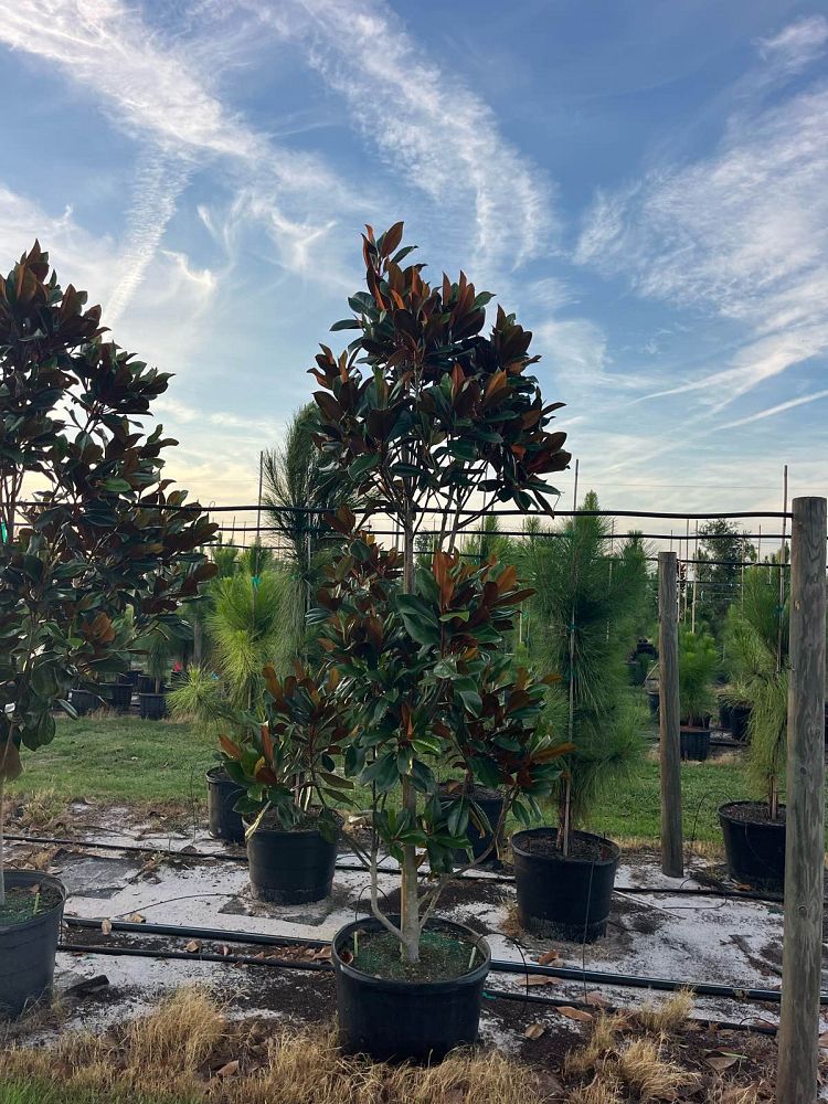 magnolia-grandiflora-d-d-blanchard-southern-magnolia-d-d-blanchard-southern-magnolia