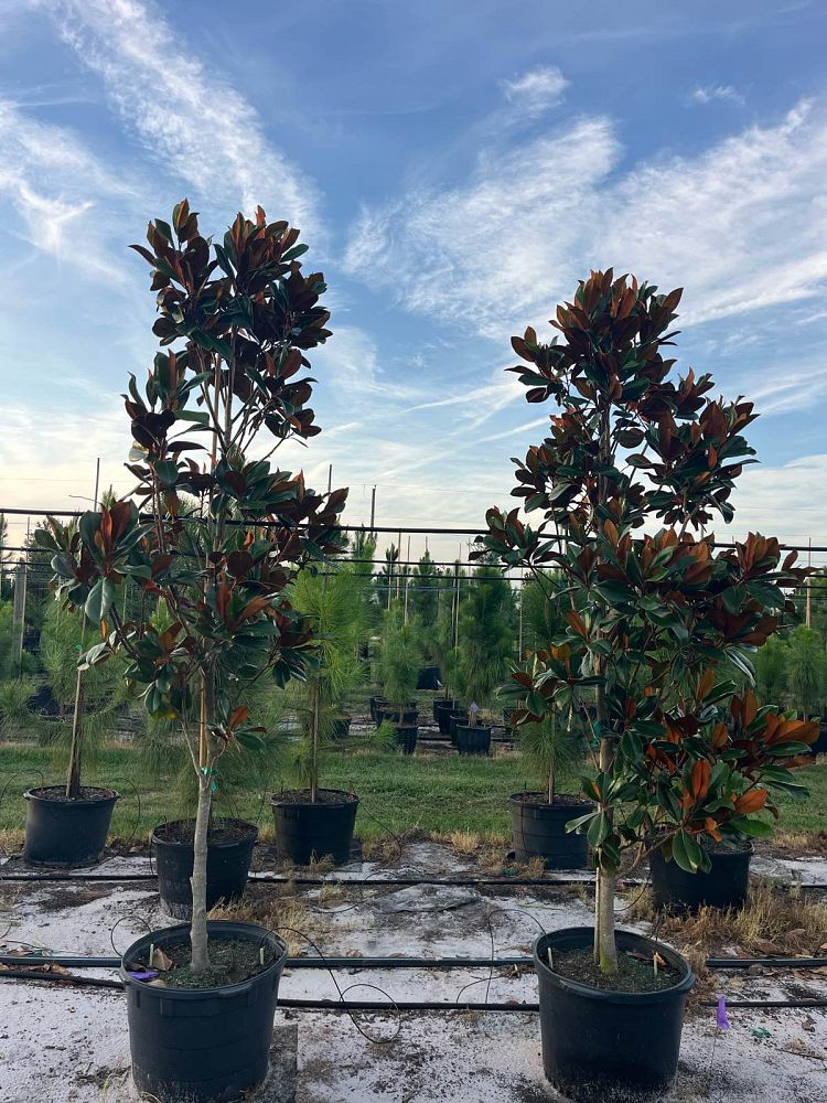 magnolia-grandiflora-d-d-blanchard-southern-magnolia-d-d-blanchard-southern-magnolia