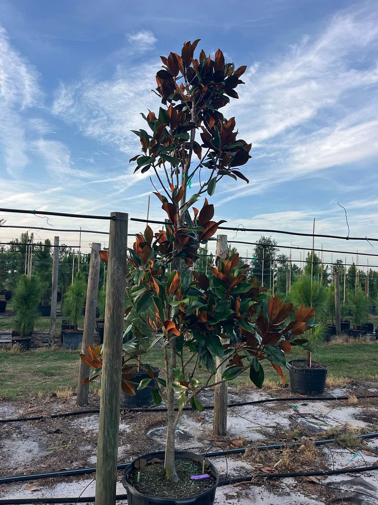 magnolia-grandiflora-d-d-blanchard-southern-magnolia-d-d-blanchard-southern-magnolia