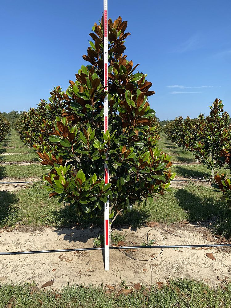 magnolia-grandiflora-d-d-blanchard-southern-magnolia-d-d-blanchard-southern-magnolia