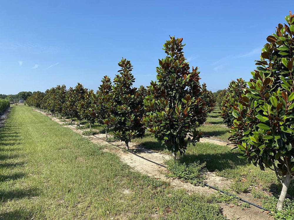 magnolia-grandiflora-d-d-blanchard-southern-magnolia-d-d-blanchard-southern-magnolia