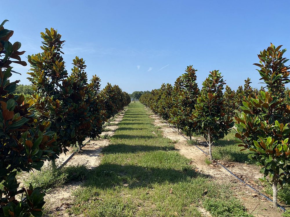 magnolia-grandiflora-d-d-blanchard-southern-magnolia-d-d-blanchard-southern-magnolia