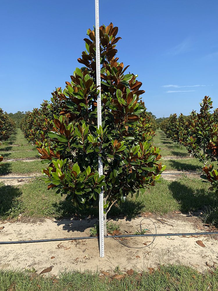 magnolia-grandiflora-d-d-blanchard-southern-magnolia-d-d-blanchard-southern-magnolia
