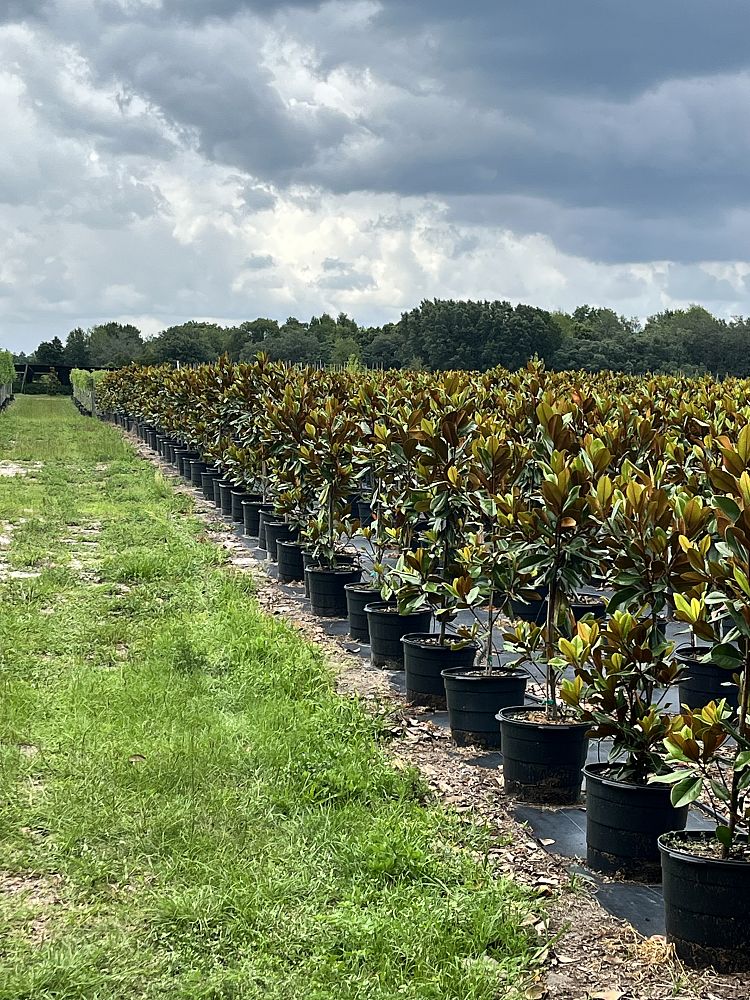 magnolia-grandiflora-d-d-blanchard-southern-magnolia-d-d-blanchard-southern-magnolia