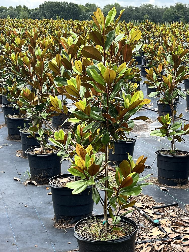 magnolia-grandiflora-d-d-blanchard-southern-magnolia-d-d-blanchard-southern-magnolia