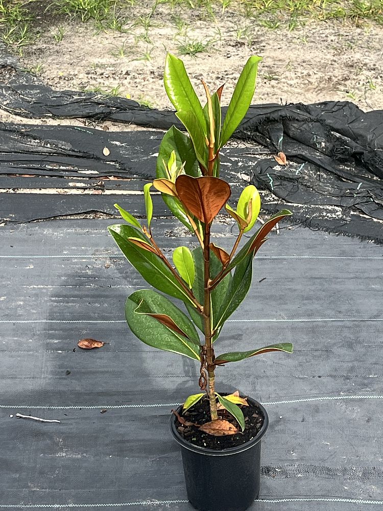 magnolia-grandiflora-d-d-blanchard-southern-magnolia-d-d-blanchard-southern-magnolia