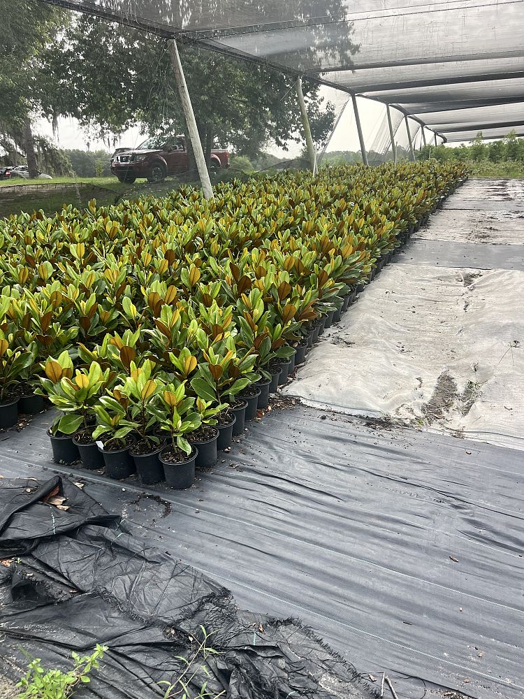 magnolia-grandiflora-d-d-blanchard-southern-magnolia-d-d-blanchard-southern-magnolia