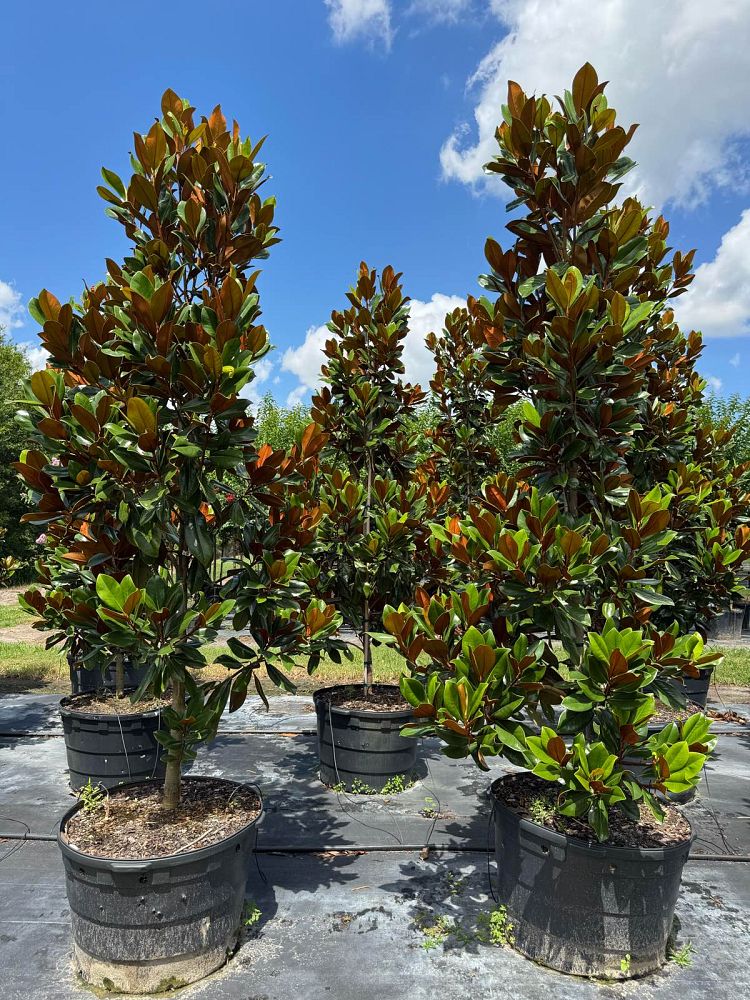 magnolia-grandiflora-d-d-blanchard-southern-magnolia-d-d-blanchard-southern-magnolia