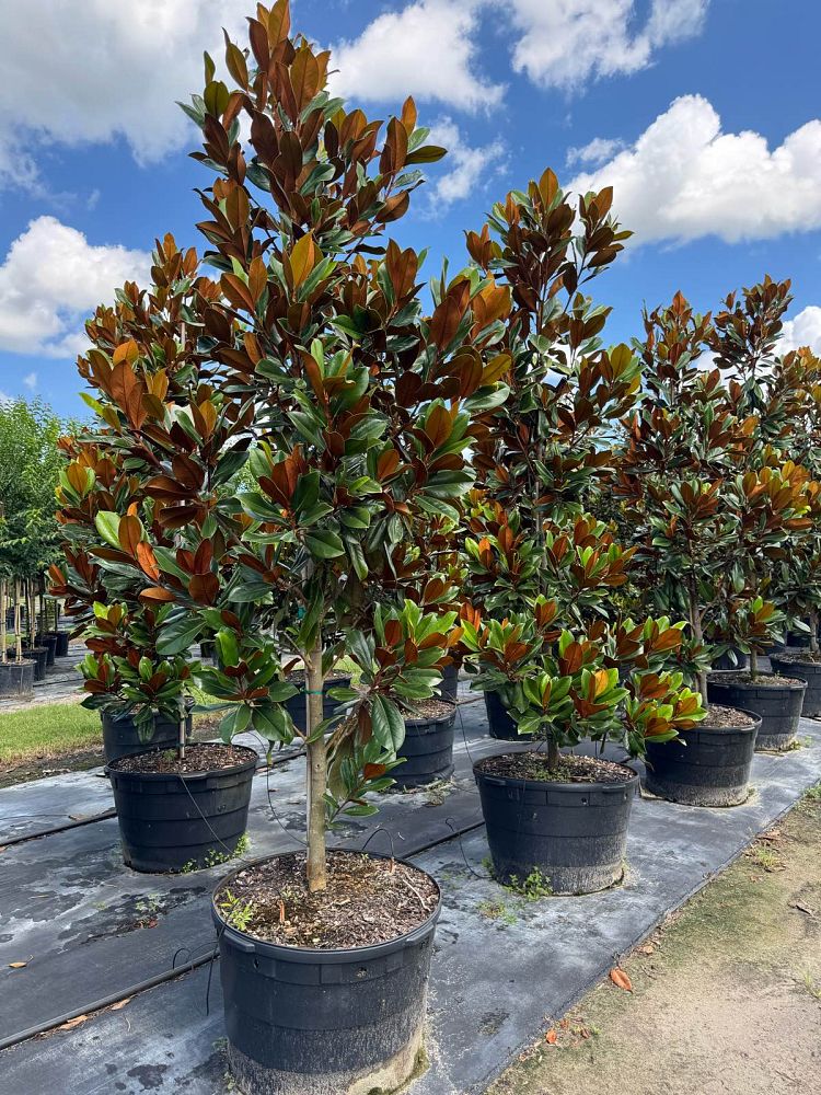 magnolia-grandiflora-d-d-blanchard-southern-magnolia-d-d-blanchard-southern-magnolia