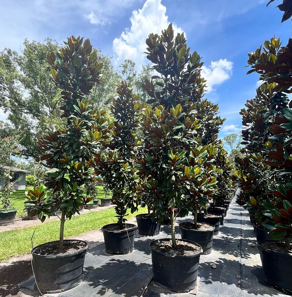 magnolia-grandiflora-d-d-blanchard-southern-magnolia-d-d-blanchard-southern-magnolia