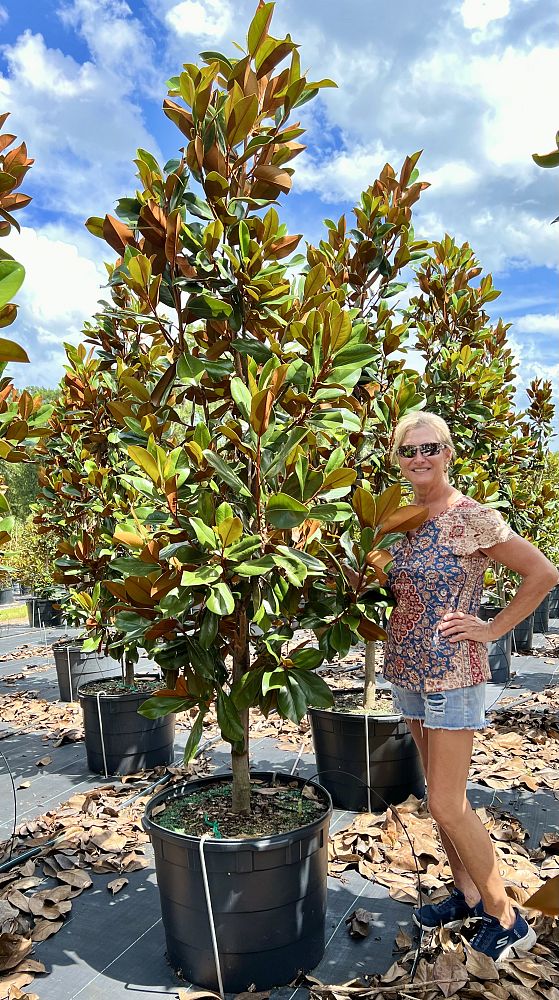 magnolia-grandiflora-d-d-blanchard-southern-magnolia-d-d-blanchard-southern-magnolia
