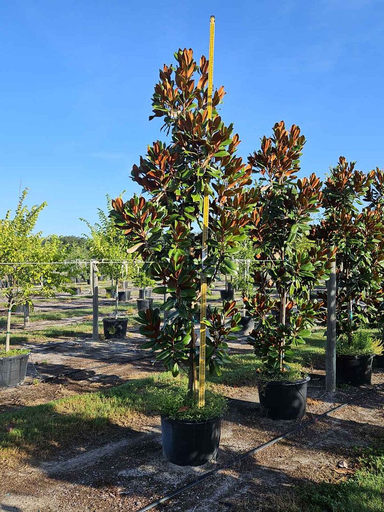 magnolia-grandiflora-d-d-blanchard-southern-magnolia-d-d-blanchard-southern-magnolia