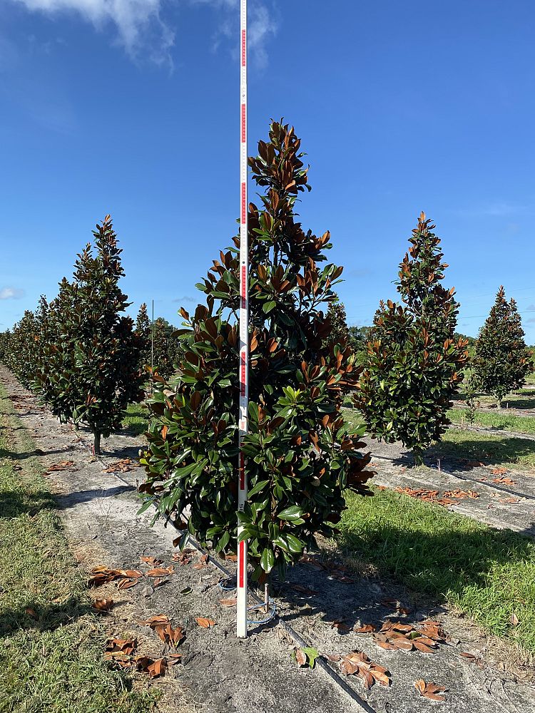 magnolia-grandiflora-d-d-blanchard-southern-magnolia-d-d-blanchard-southern-magnolia