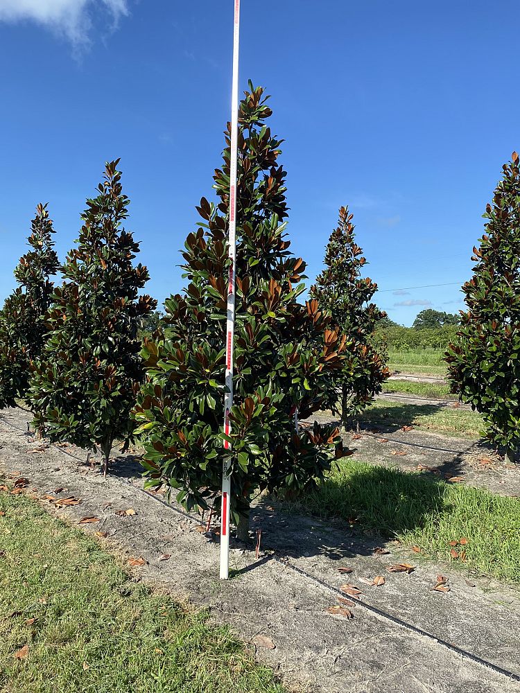 magnolia-grandiflora-d-d-blanchard-southern-magnolia-d-d-blanchard-southern-magnolia