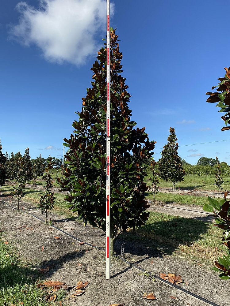 magnolia-grandiflora-d-d-blanchard-southern-magnolia-d-d-blanchard-southern-magnolia
