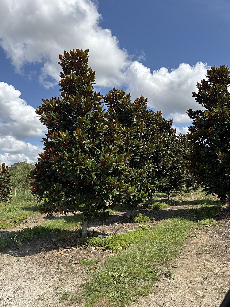 magnolia-grandiflora-d-d-blanchard-southern-magnolia-d-d-blanchard-southern-magnolia