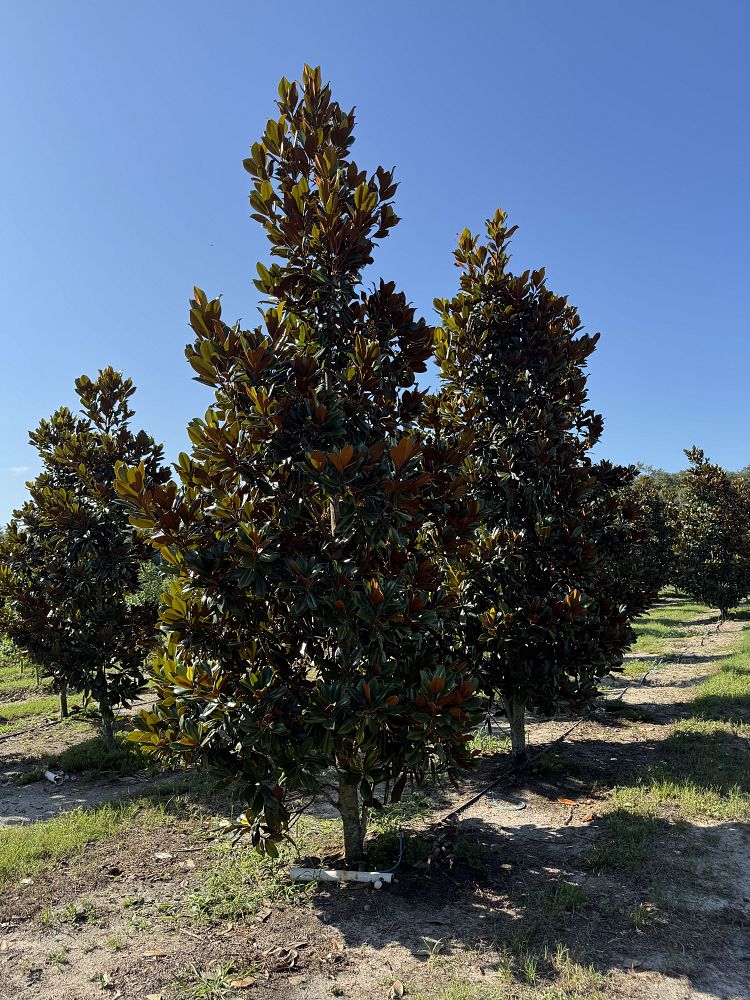 magnolia-grandiflora-d-d-blanchard-southern-magnolia-d-d-blanchard-southern-magnolia