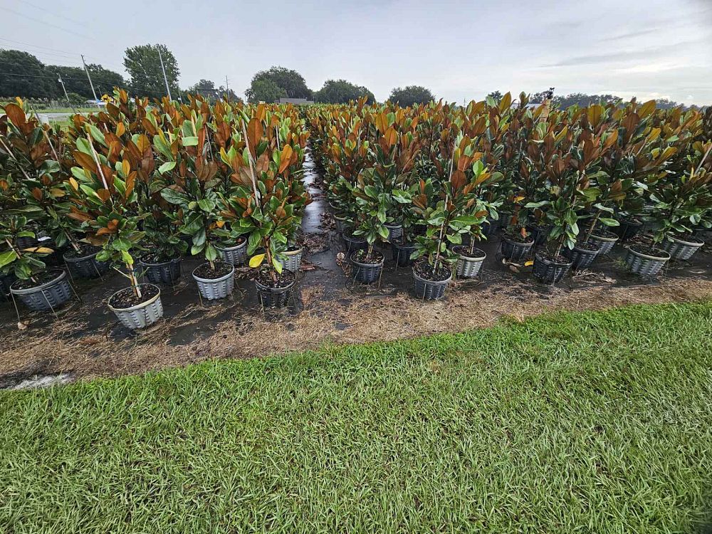 magnolia-grandiflora-d-d-blanchard-southern-magnolia-d-d-blanchard-southern-magnolia