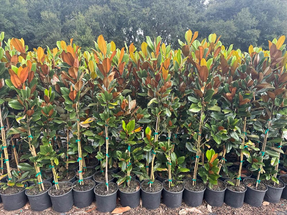 magnolia-grandiflora-d-d-blanchard-southern-magnolia-d-d-blanchard-southern-magnolia