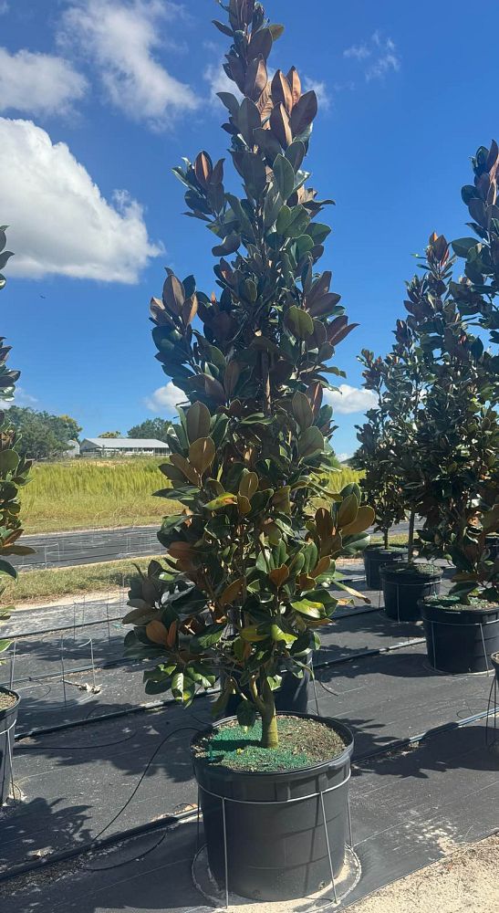 magnolia-grandiflora-d-d-blanchard-southern-magnolia-d-d-blanchard-southern-magnolia