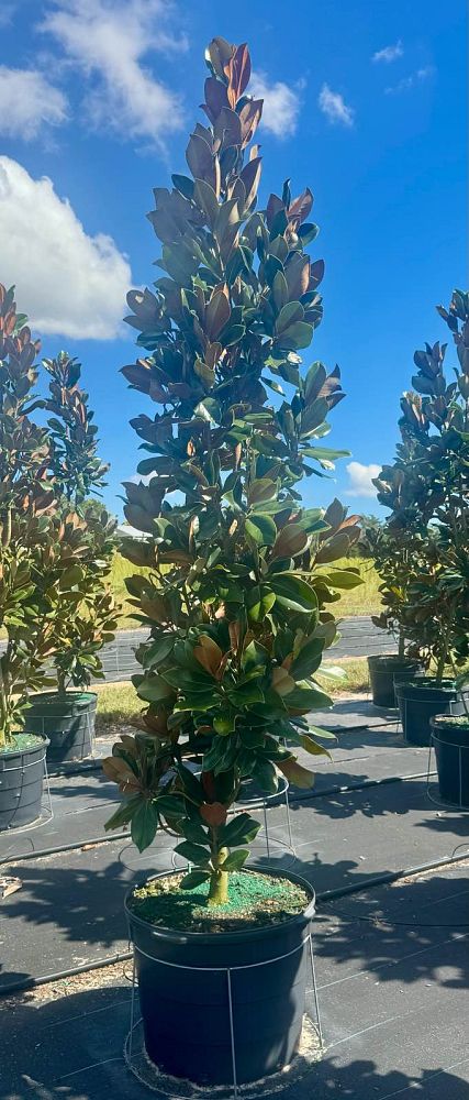 magnolia-grandiflora-d-d-blanchard-southern-magnolia-d-d-blanchard-southern-magnolia