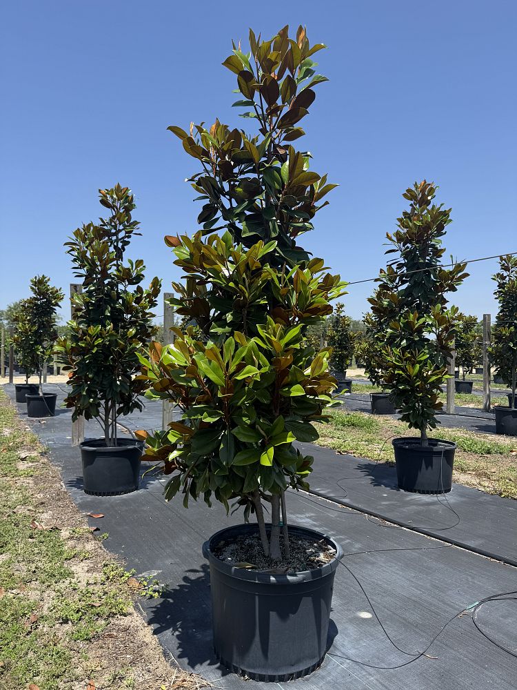 magnolia-grandiflora-d-d-blanchard-southern-magnolia-d-d-blanchard-southern-magnolia